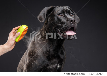Studio portrait of a brindle Cane Corso being groomed with a steam brush massager. Pet care, shedding removal and coat maintenance concept with copy space. Studio portrait of a brindle Cane Corso being groomed with a steam brush massager. Pet care, shedding removal and coat maintenance concept with copy space. 137056979