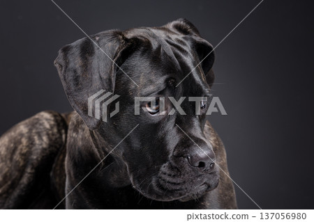 Closeup of a brindle Cane Corso looking downward with a calm, thoughtful expression. Purebred guard dog portrait in dark studio background with copy space. Closeup of a brindle Cane Corso looking downward with a calm, thoughtful expression. Purebred guard dog portrait in dark studio background with copy space. 137056980