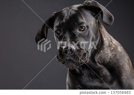 Closeup portrait of a brindle Cane Corso looking forward with a focused, calm expression in a dark studio background. Powerful purebred guard dog with copy space. Closeup portrait of a brindle Cane Corso looking forward with a focused, calm expression in a dark studio background. Powerful purebred guard dog with copy space. 137056983