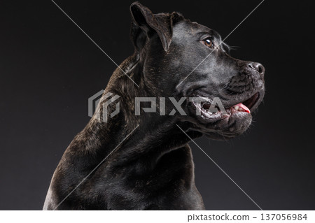 Closeup side portrait of a brindle Cane Corso panting with tongue visible, looking aside in a dark studio background. Strong purebred guard dog with copy space. 137056984
