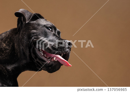 Close up side portrait of a brindle Cane Corso panting with tongue out on a warm studio background. Powerful purebred guard dog isolated with copy space. 137056985