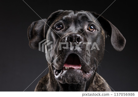 Closeup portrait of a brindle Cane Corso panting with mouth open, facing the camera in a dark studio background. Powerful purebred guard dog with copy space. 137056986