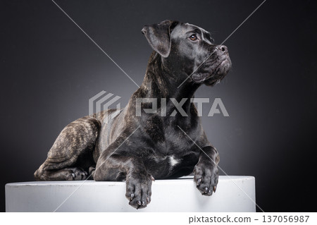 Brindle Cane Corso lying on a white pedestal in a dark studio background. Muscular purebred guard dog posed in a professional portrait setting with copy space. Brindle Cane Corso lying on a white pedestal in a dark studio background. Muscular purebred guard dog posed in a professional portrait setting with copy space. 137056987