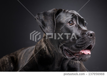 Closeup portrait of a brindle Cane Corso panting with tongue out, looking aside in a dark studio setting. Strong purebred guard dog concept with copy space. 137056988