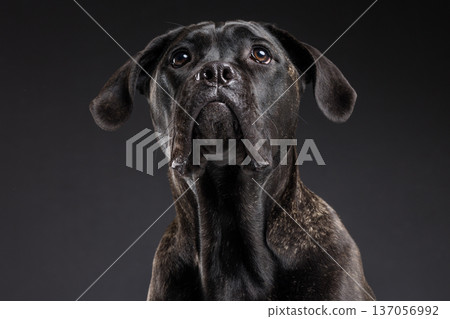 Closeup portrait of a brindle Cane Corso looking upward with alert expression in a dark studio background. Powerful purebred guard dog with copy space. Closeup portrait of a brindle Cane Corso looking upward with alert expression in a dark studio background. Powerful purebred guard dog with copy space. 137056992