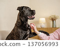 Brindle Cane Corso sitting on sofa while owner brushes coat with grooming comb. Domestic guard dog care routine in cozy home interior. 137056993