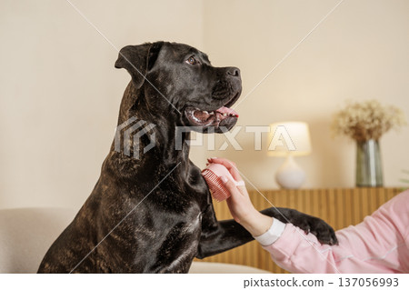 Brindle Cane Corso sitting on sofa while owner brushes coat with grooming comb. Domestic guard dog care routine in cozy home interior. Brindle Cane Corso sitting on sofa while owner brushes coat with grooming comb. Domestic guard dog care routine in cozy home interior. 137056993