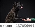 Studio portrait of a brindle Cane Corso giving paw to a handler hand. Obedience training, trust and human animal bond concept with copy space. 137056994
