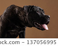 Closeup studio portrait of a brindle Cane Corso panting with tongue out, looking sideways against a warm background. Strong purebred guard dog with copy space. 137056995