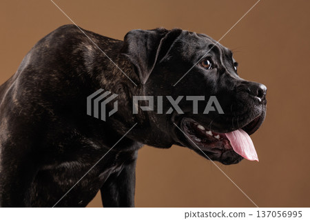 Closeup studio portrait of a brindle Cane Corso panting with tongue out, looking sideways against a warm background. Strong purebred guard dog with copy space. Closeup studio portrait of a brindle Cane Corso panting with tongue out, looking sideways against a warm background. Strong purebred guard dog with copy space. 137056995