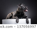 Brindle Cane Corso lying on a white pedestal, panting with tongue out while looking aside. Muscular purebred guard dog portrait in dark studio with copy space. 137056997