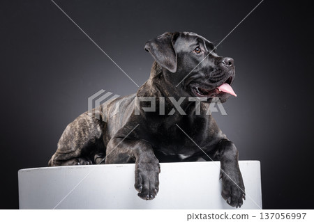 Brindle Cane Corso lying on a white pedestal, panting with tongue out while looking aside. Muscular purebred guard dog portrait in dark studio with copy space. Brindle Cane Corso lying on a white pedestal, panting with tongue out while looking aside. Muscular purebred guard dog portrait in dark studio with copy space. 137056997