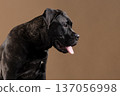 Side view studio portrait of a brindle Cane Corso panting with tongue out against a warm background. Powerful purebred guard dog isolated with copy space. 137056998