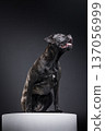 Healthy brindle Cane Corso sitting on a pedestal in a dark studio, looking upward with tongue out. Strong, stylish guard dog portrait with copy space. 137056999