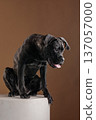 Full body studio portrait of a brindle Cane Corso sitting on a pedestal, panting with tongue out on a warm background. Powerful purebred guard dog isolated with copy space. 137057000