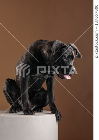Full body studio portrait of a brindle Cane Corso sitting on a pedestal, panting with tongue out on a warm background. Powerful purebred guard dog isolated with copy space. Full body studio portrait of a brindle Cane Corso sitting on a pedestal, panting with tongue out on a warm background. Powerful purebred guard dog isolated with copy space. 137057000