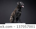 Muscular brindle Cane Corso sitting on a pedestal in a dark studio setting, panting with tongue out. Powerful guard dog portrait with copy space. 137057001