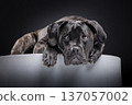 Brindle Cane Corso lying on a pedestal with head resting on paws, looking forward with a sad expression. Emotional guard dog portrait in dark studio with copy space. 137057002