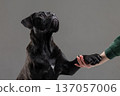 Brindle Cane Corso giving paw to a human hand in a studio setting. Obedience training, trust, and care concept with copy space. 137057006