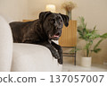 Brindle Cane Corso lying on a sofa in a cozy living room interior. Domestic guard dog relaxed at home with warm lifestyle atmosphere. 137057007