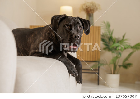 Brindle Cane Corso lying on a sofa in a cozy living room interior. Domestic guard dog relaxed at home with warm lifestyle atmosphere. Brindle Cane Corso lying on a sofa in a cozy living room interior. Domestic guard dog relaxed at home with warm lifestyle atmosphere. 137057007