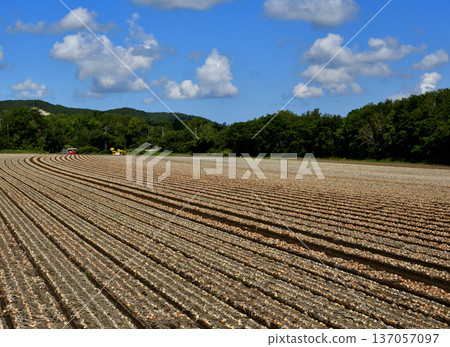 洋蔥農場 洋蔥農場 137057097