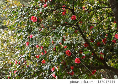 山茶花 山茶花 137057114