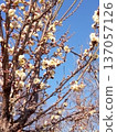 White plum shining in the blue sky 137057126