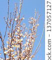 White plum shining in the blue sky 137057127