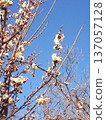 White plum shining in the blue sky 137057128