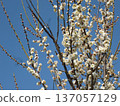 White plum shining in the blue sky 137057129