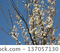 White plum shining in the blue sky 137057130