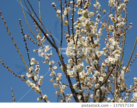 White plum shining in the blue sky White plum shining in the blue sky 137057130