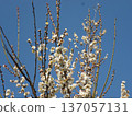 White plum shining in the blue sky 137057131