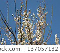 White plum shining in the blue sky 137057132