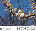 White plum shining in the blue sky 137057133