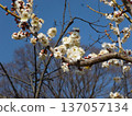 White plum shining in the blue sky 137057134