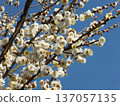 White plum shining in the blue sky 137057135