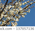 White plum shining in the blue sky 137057136