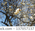 White plum shining in the blue sky 137057137