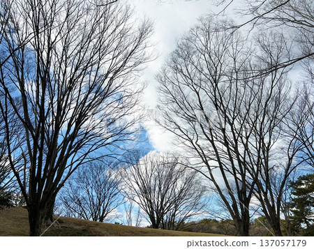 藍天和死的樹 137057179
