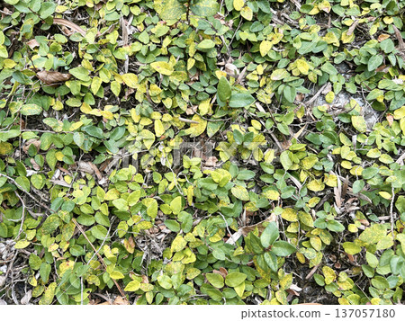 色彩繽紛的巨型朱鷺 137057180