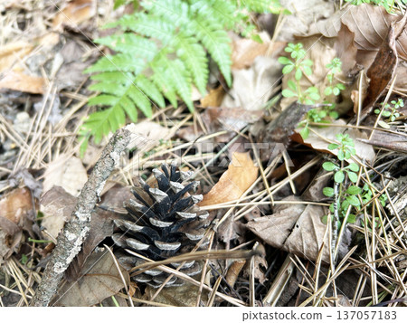 Fallen pine cones Fallen pine cones 137057183