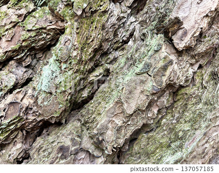 Brightly colored bark Brightly colored bark 137057185