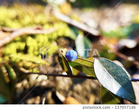 Close-up of Umbelia umbellata Close-up of Umbelia umbellata 137057186