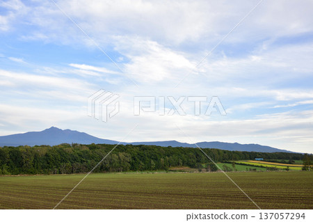 Autumn sowing wheat field Autumn sowing wheat field 137057294