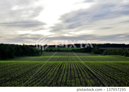 Autumn sowing wheat field Autumn sowing wheat field 137057295