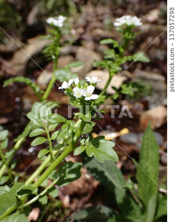 溪邊盛開著碎米薺 137057298