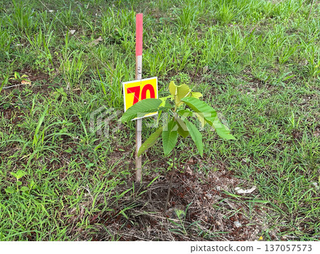 Dipterocarpus alatus or Yang Na is planting trees to renew the forest destruction. Dipterocarpus alatus or Yang Na is planting trees to renew the forest destruction. 137057573