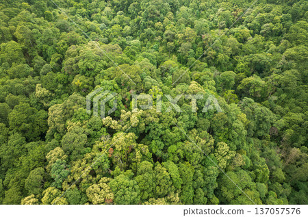 Tropical forests can absorb large amounts of carbon dioxide from the atmosphere. 137057576